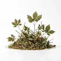 Panax ginseng